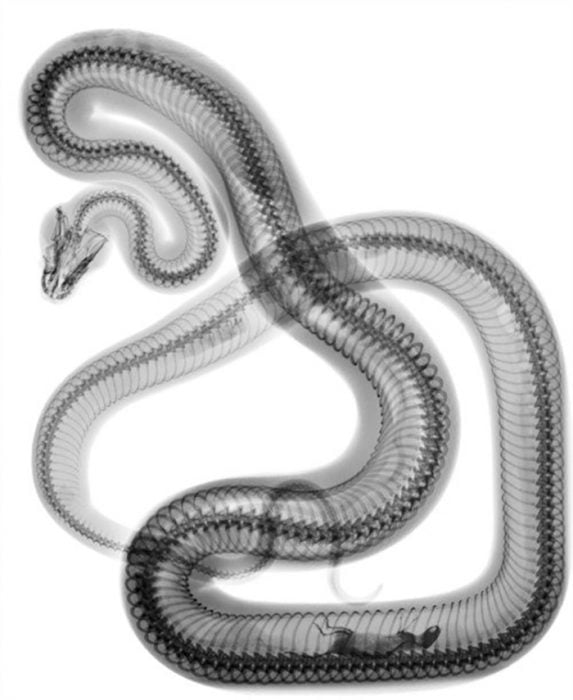 rayos x de serpiente 