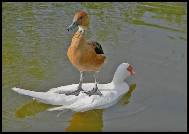 ave sobre un pato 