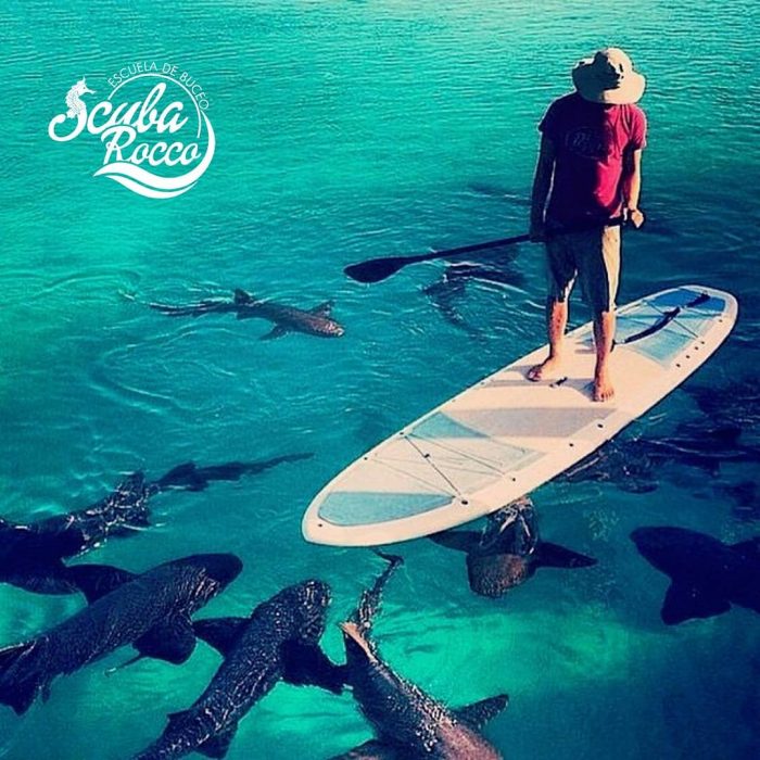 paddle board con los tiburones