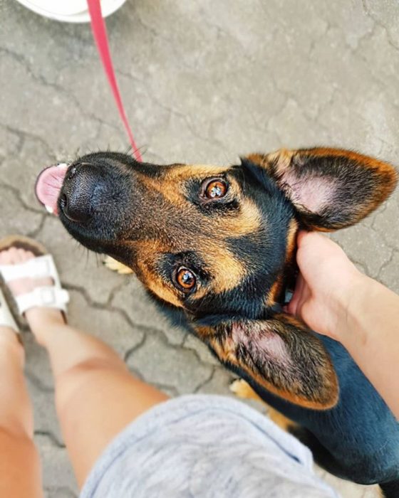 mirada de perrito tierno 