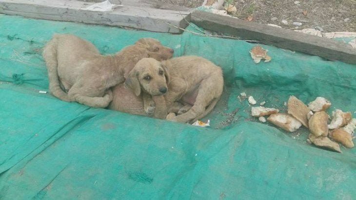 fotos de perritos en las calles de turquia 