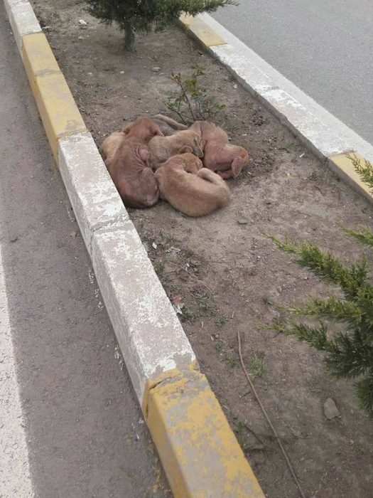 perritos abrazados en la calle 