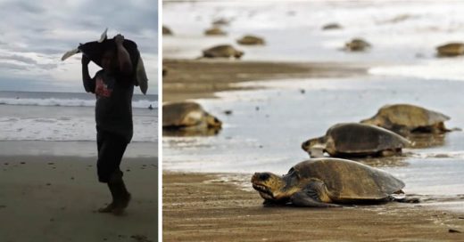 Cover Crueles cazadores furtivos roban tortugas en la playa de Nicaragua