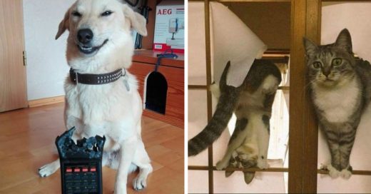 Cover Razones para no volver a dejar sola a tu mascota 