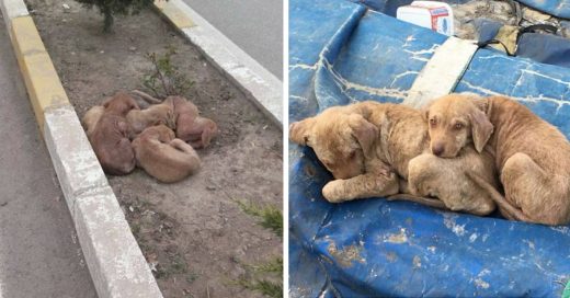 Cover Cachorritos abandonados se abrazan para protegerse unos a otros