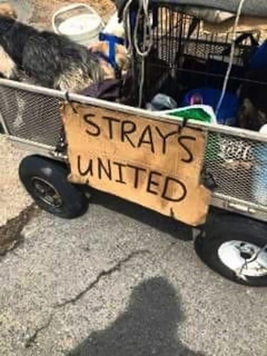 carrito de perros callejeros 