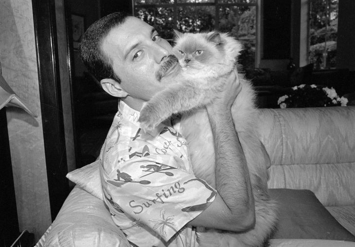 freddie y gato 