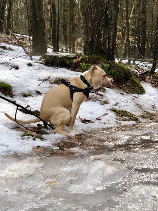 Calendario de perros haciendo popo