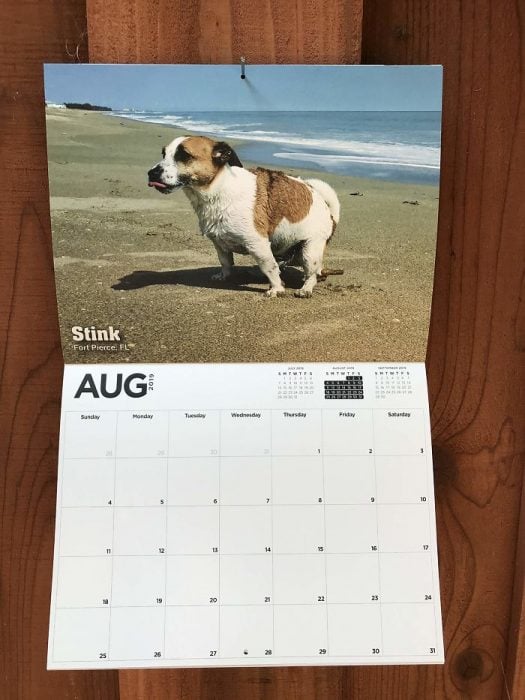 Calendario de perros haciendo popo