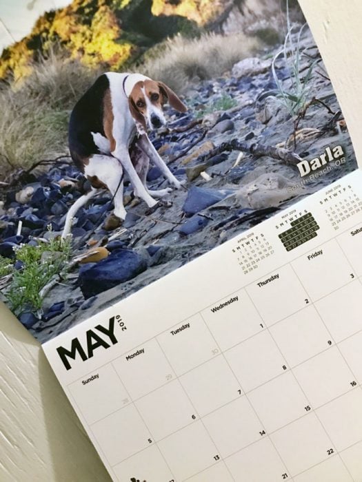 Calendario de perros haciendo popo