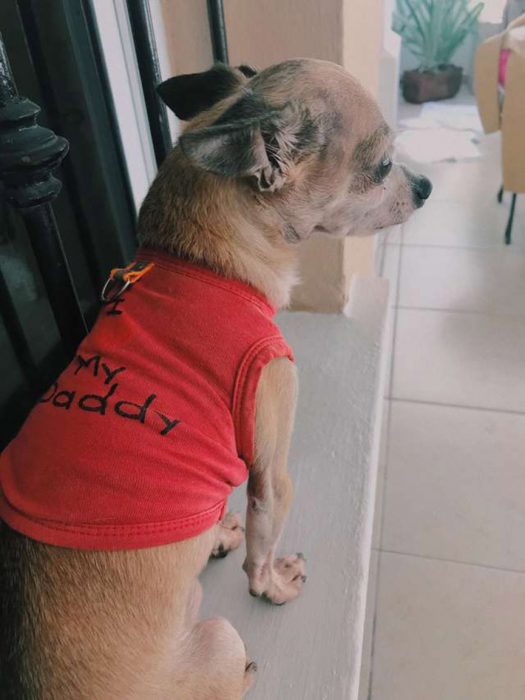 Perrito reacciona al oler la ropa de su difunto dueño recreoviral