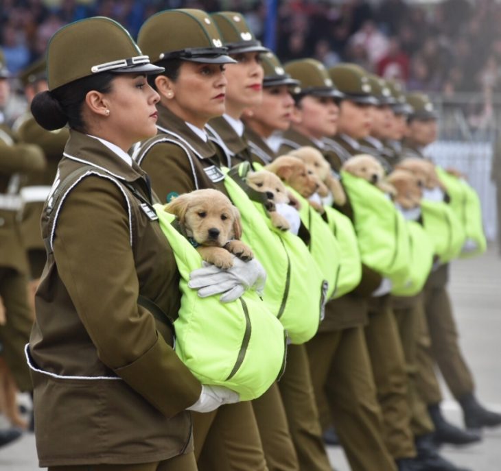 Perritos de carabineros desfilan en Chile 