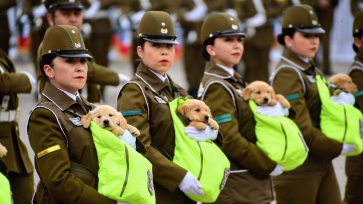 Perritos de carabineros desfilan en Chile 