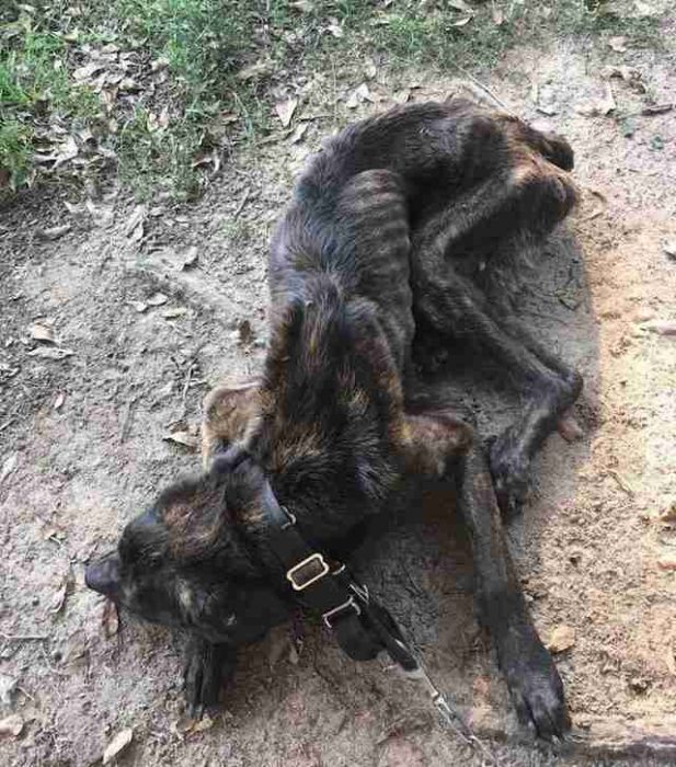 Champ el perro casi muere de hambre