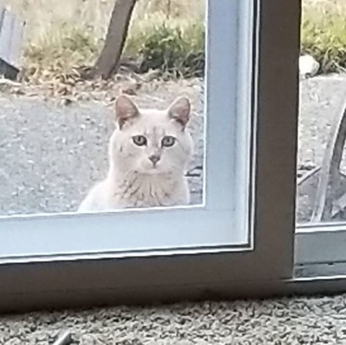 Gato asomado en la ventana