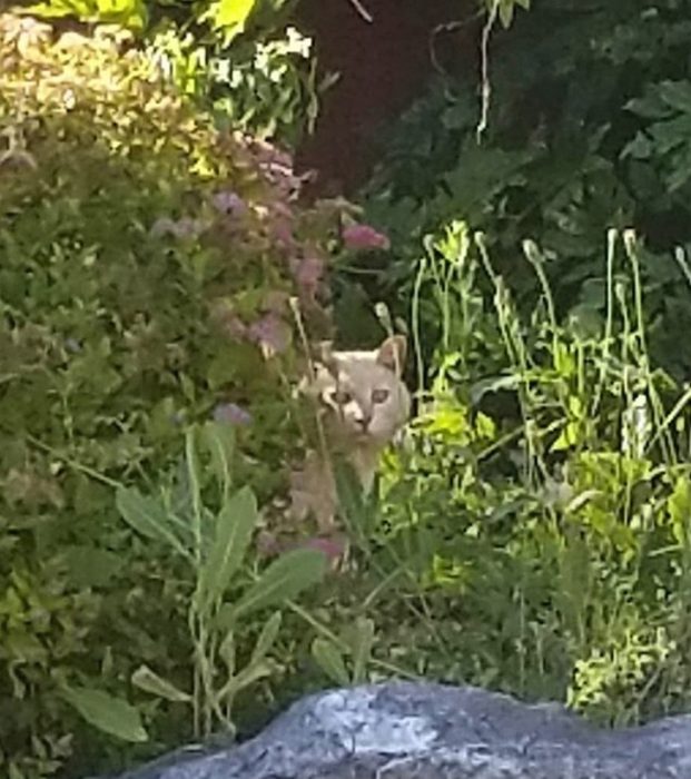 gato escondido entre las plantas