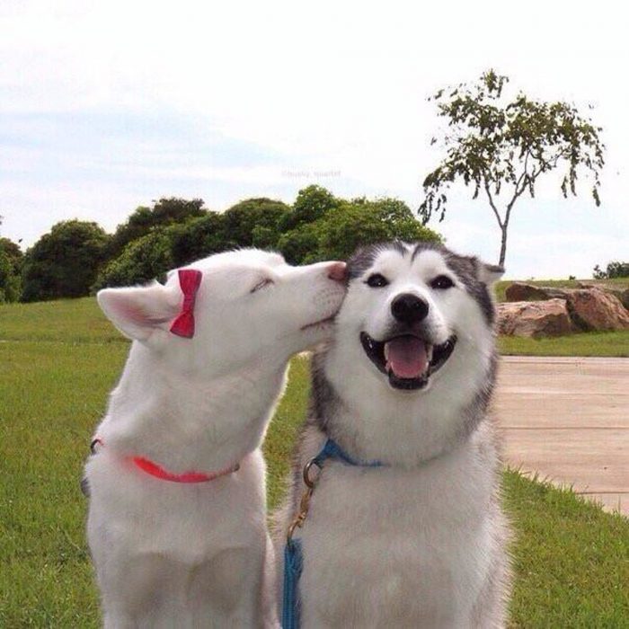 animales besándose