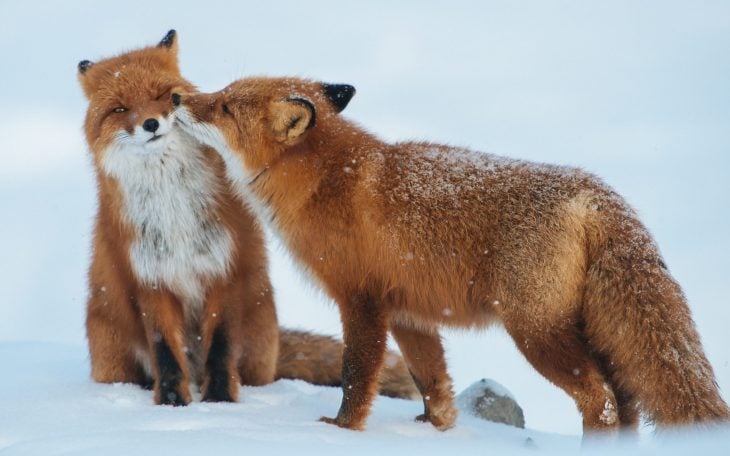 animales besándose