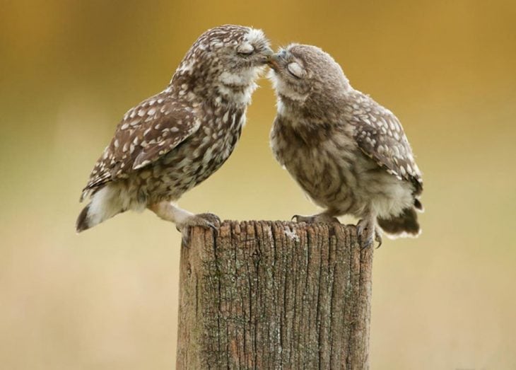 animales besándose 