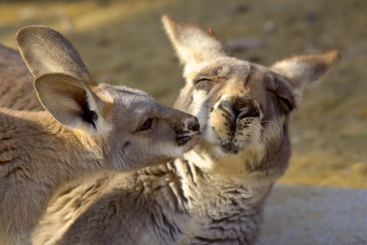 animales besándose
