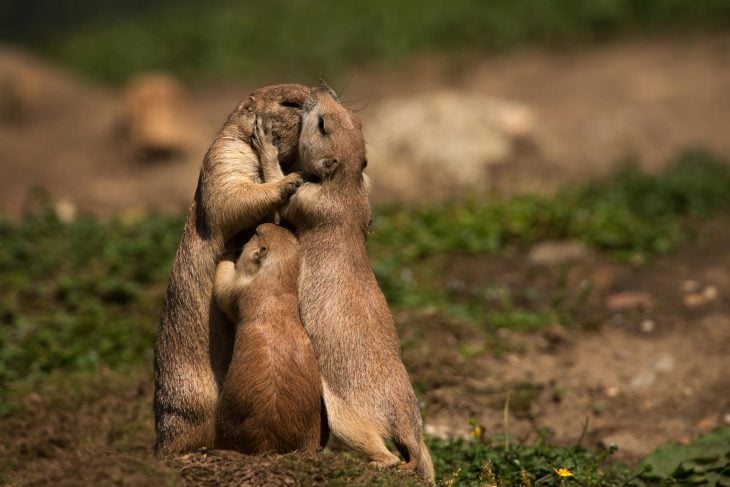 animales besándose