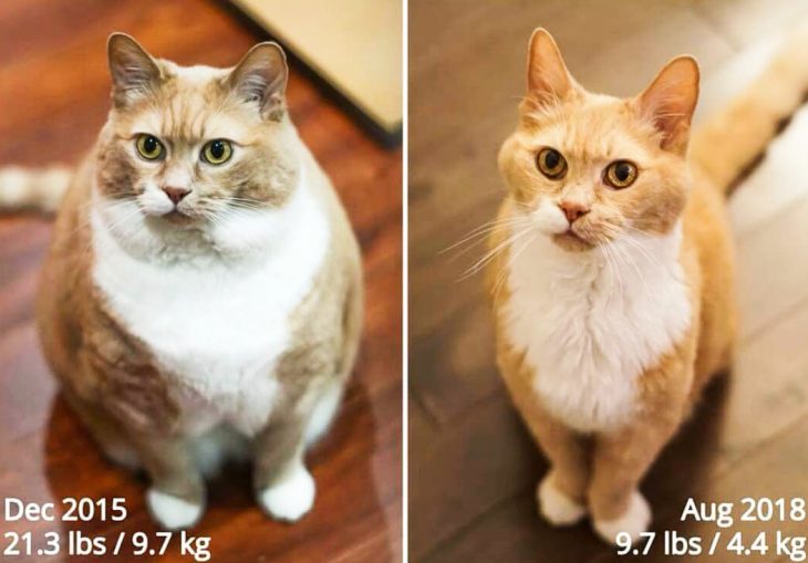 animales que perdieron peso