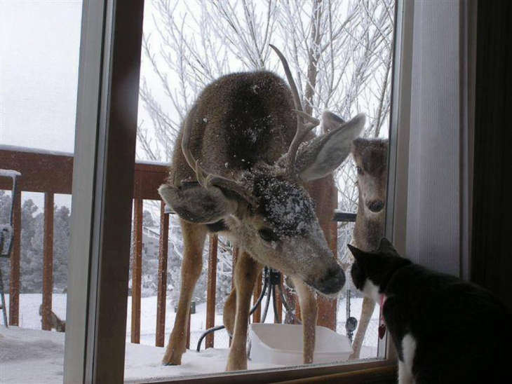 animales quieren entrar a casa