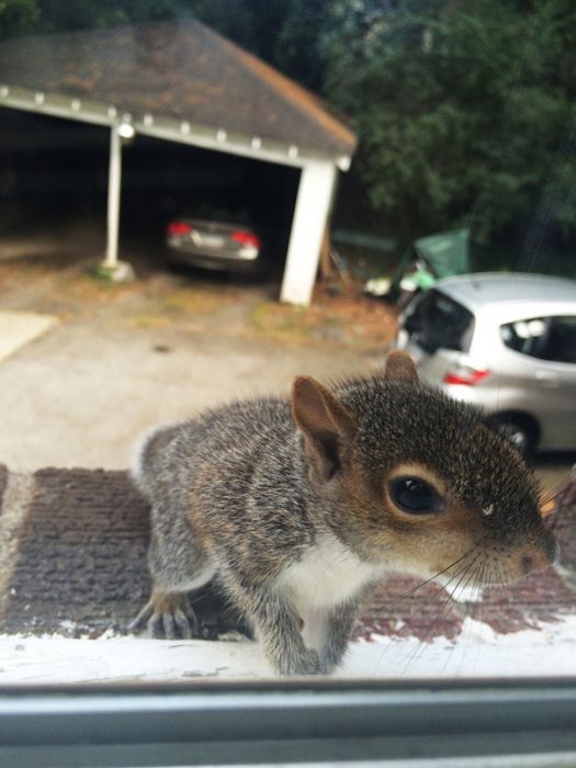 animales que quieren entrar a casa