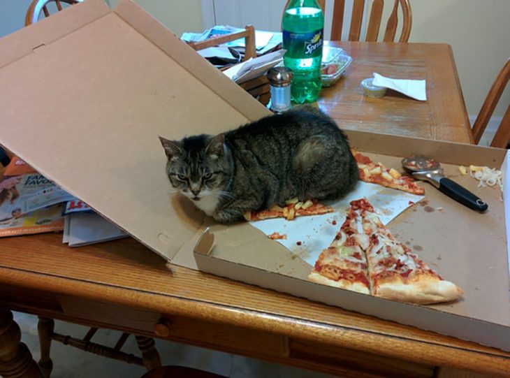 gato sobre pizza