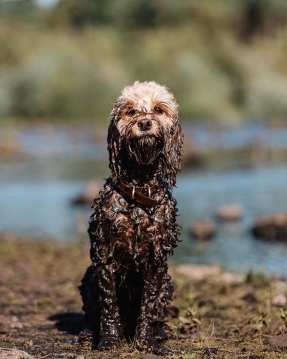 perrito sucio 