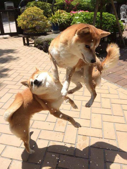 perritos chibas 