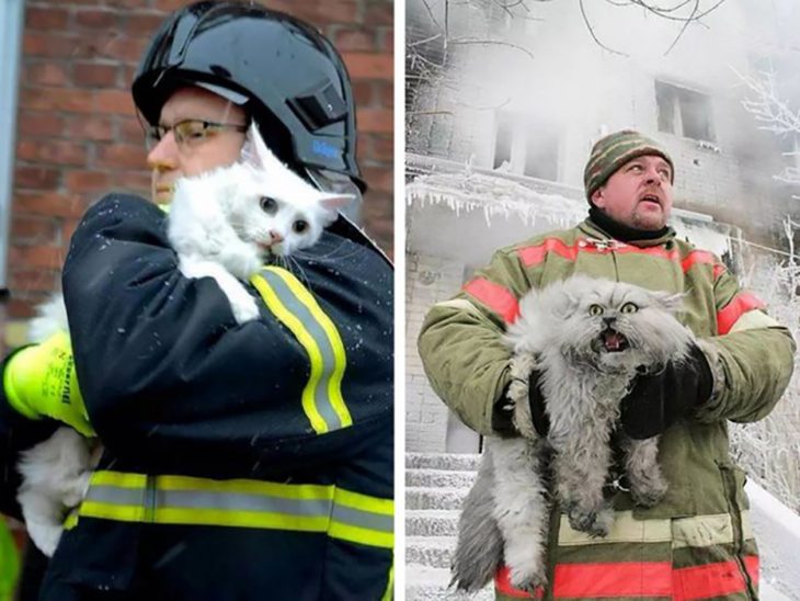 dos gatos rescatados de un incendio 