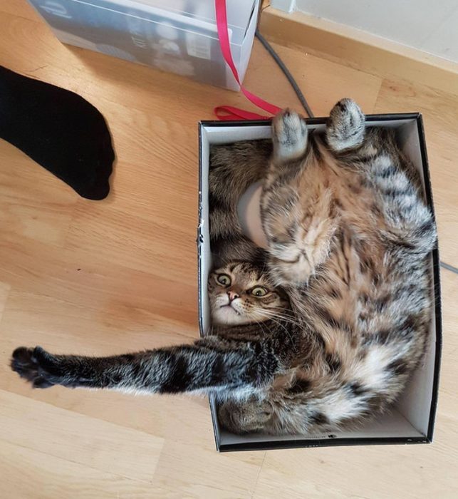 gato en caja