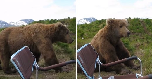 Cover Un oso pardo decidió contemplar el atardecer junto a un campista en Alaska