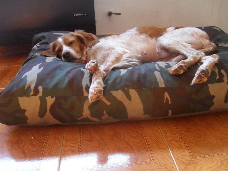 bonitas camas para perros