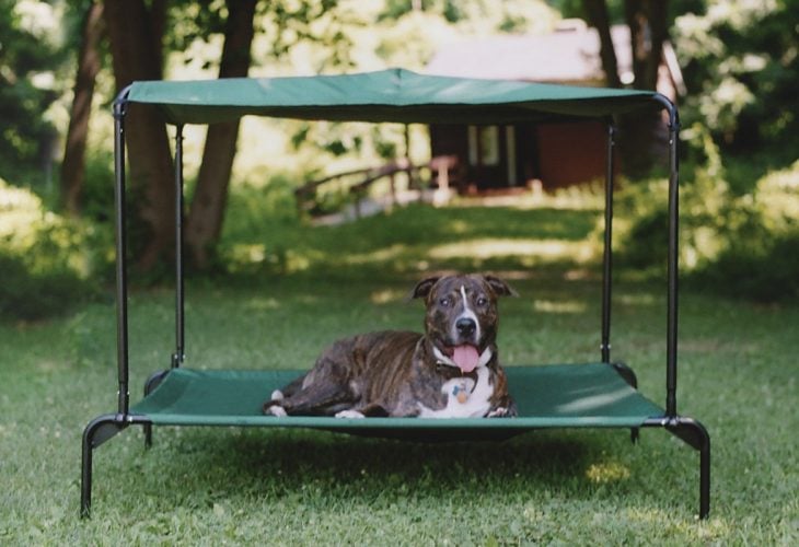 bonitas camas para perros