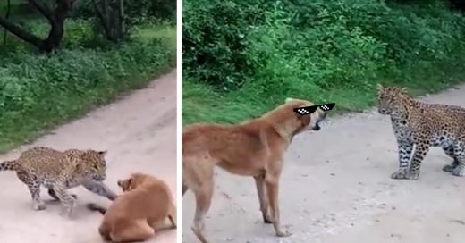 Cover Perro con agallas enfrenta a un leopardo salvaje