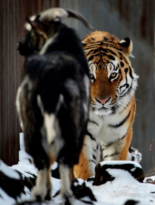 cabra y tigre acecho 