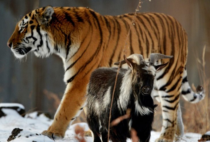 tigre y cabrita que son amigos 