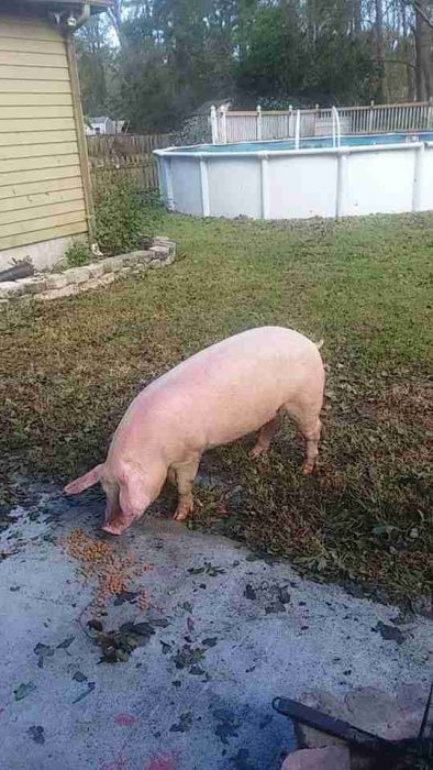 cerdito nadó para salvar su vida