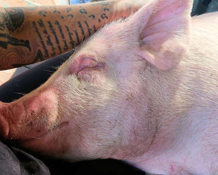 cerdito nadó para salvar su vida