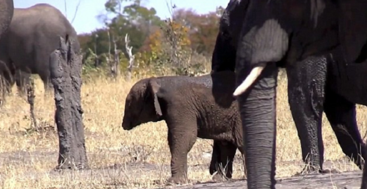 cría de elefante mutilada