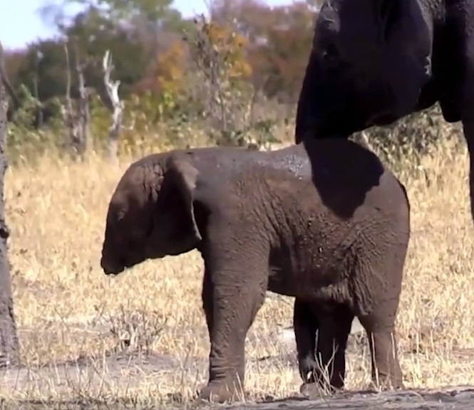 cría de elefante mutilada