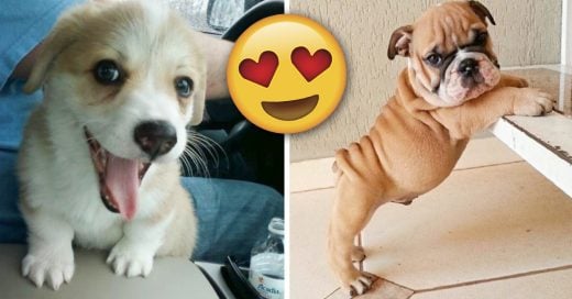 Cover Imágenes de perritos tan lindos que te harán sonreír