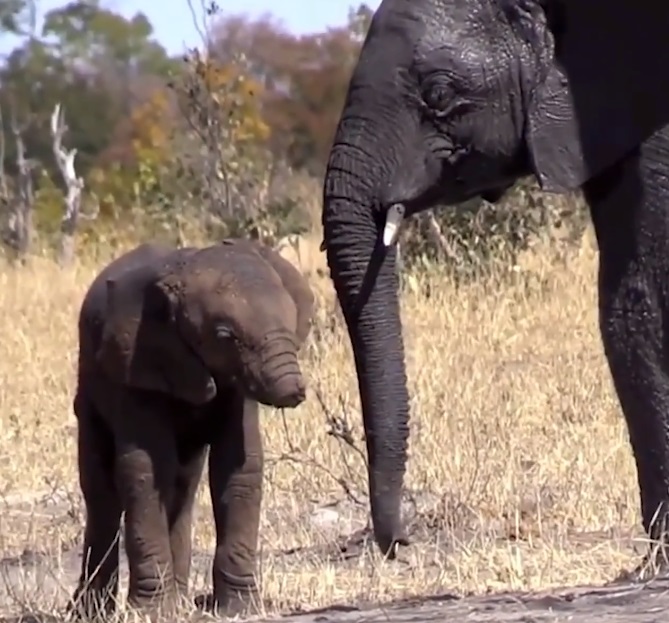 cría de elefante mutilada 