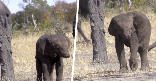 Cover Descubren en la selva a un bebé elefante con su trompa mutilada