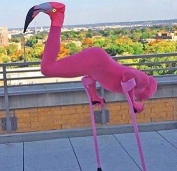 hombre vestido de flamingo 