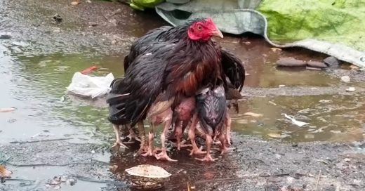 Cover Mamá gallina se convierte en paraguas para proteger a sus hijos de la tormenta
