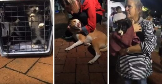 Cover Voluntarios rescatan vida de animales abandonados durante el huracán Florence