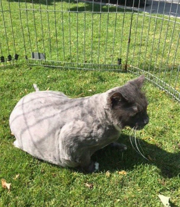 gato envuelto en bola de pelos